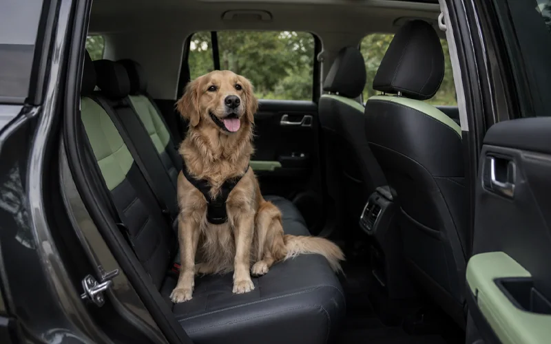 Perro con arnés sentado en el asiento trasero de un BAIC